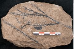 Foto (Detailansicht) von Araucaria sternbergii Goeppert (NHMW-GEO-2024-0188-8295)